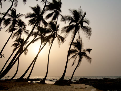 Bureh Beach palm trees at sunset, Sierra Leone