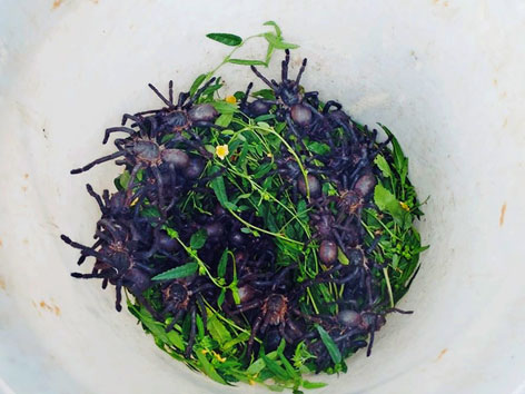 Fried tarantulas in Cambodia