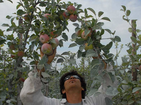 Emmanuel Maniadakis, organic wine maker, in his apple orchard in Quebec