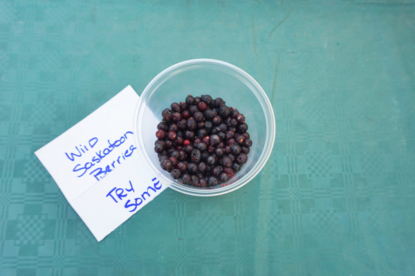 Saskatoon berries at the farmers market, Saskatchawen