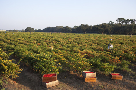 Crates of Tabasco peppers in a field