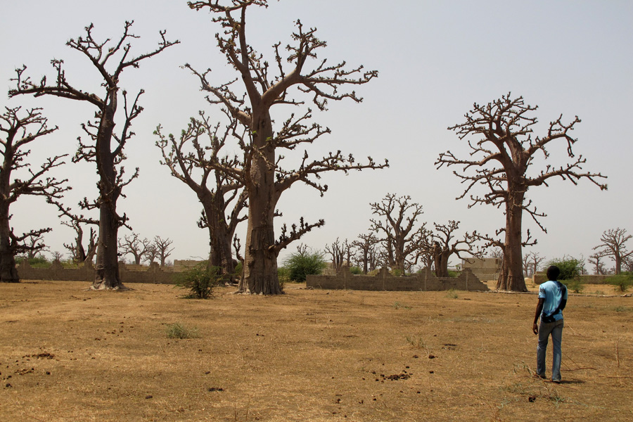 Baobab forest near Popenguine, Senegal