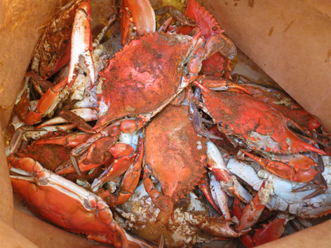 Cooked Chesapeake Bay blue crabs from Washington DC