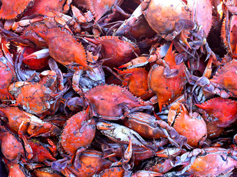 Chesapeake Bay blue crabs from Maine Ave Fish Market, Washington, DC