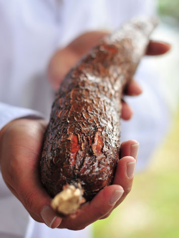 Cassava root in Madagascar