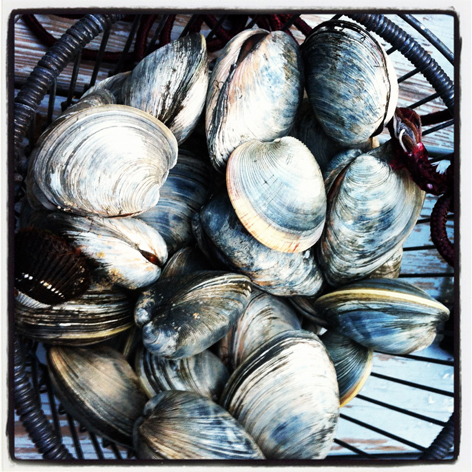 Bucket of clams, or quahogs, on Cape Cod