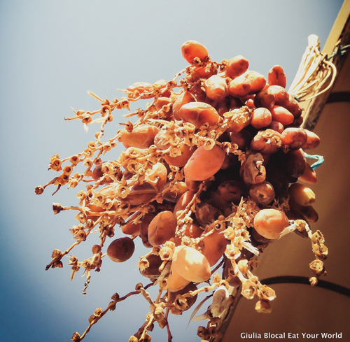 Dates on a date tree in Tunisia.