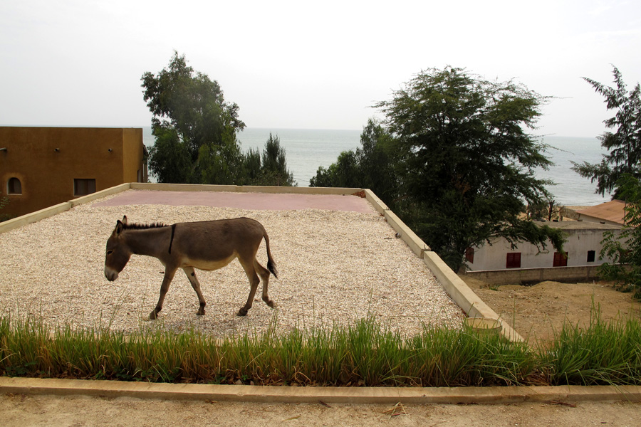 A donkey walks a roof in Popenguine, Senegal