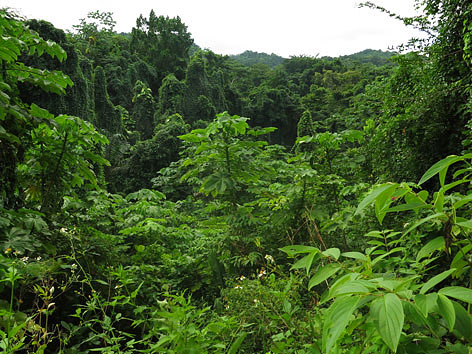 Jungle in Port Antonio, Jamaica