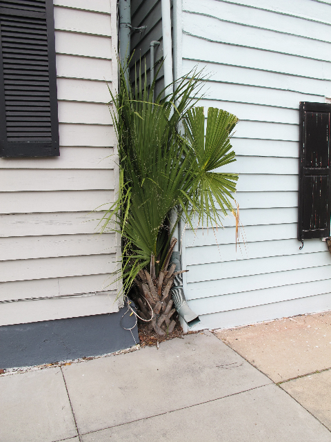 A palmetto palm between two buildings in Charleston, SC