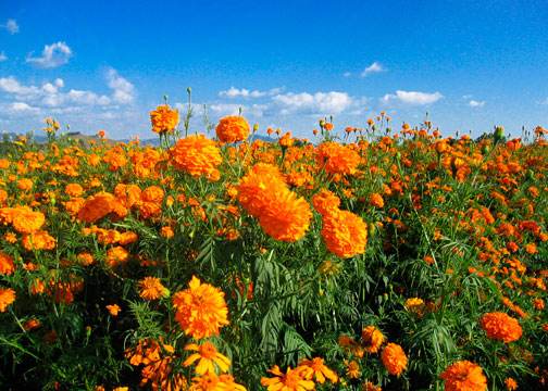 Marigolds in Oaxaca state