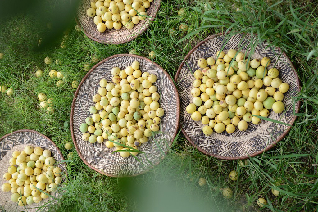 Marula fruit in Africa