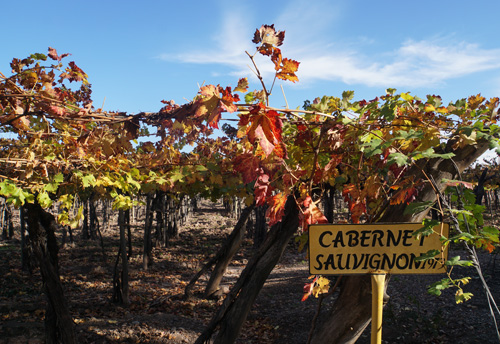 Cabernet and malbec vineyards in Mendoza, Argentina