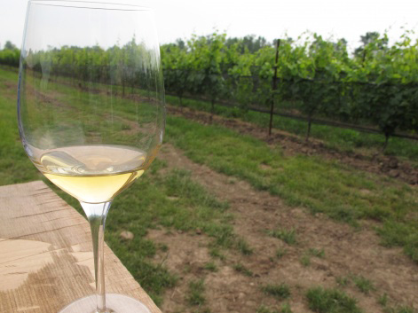 Glass of white wine on a Niagara-on-the-Lake vineyard