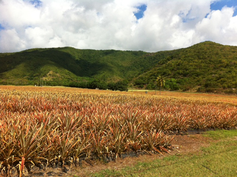 Pineapple farm on the Caribbean island of Antigua