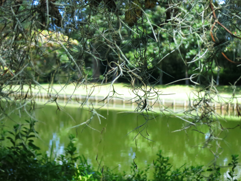 Spanish moss at Middleton Place in Charleston