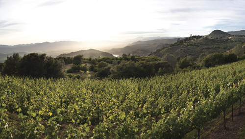 Haystack vineyard at Trinchero Napa Valley
