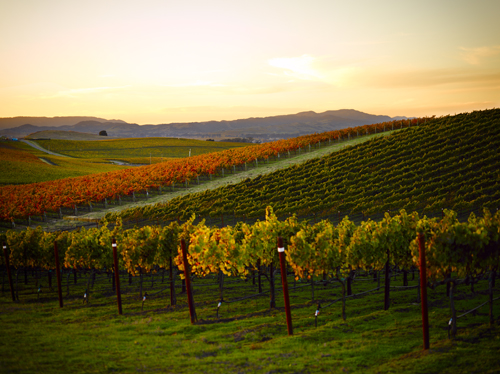 Trinchero Napa Valley Montone vineyard in California