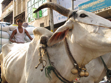 Street scene in Agra, India