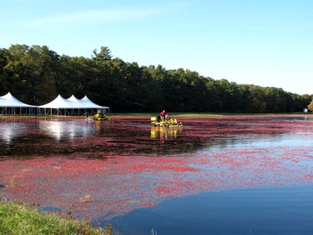 Cranberry bog in Cape Cod.